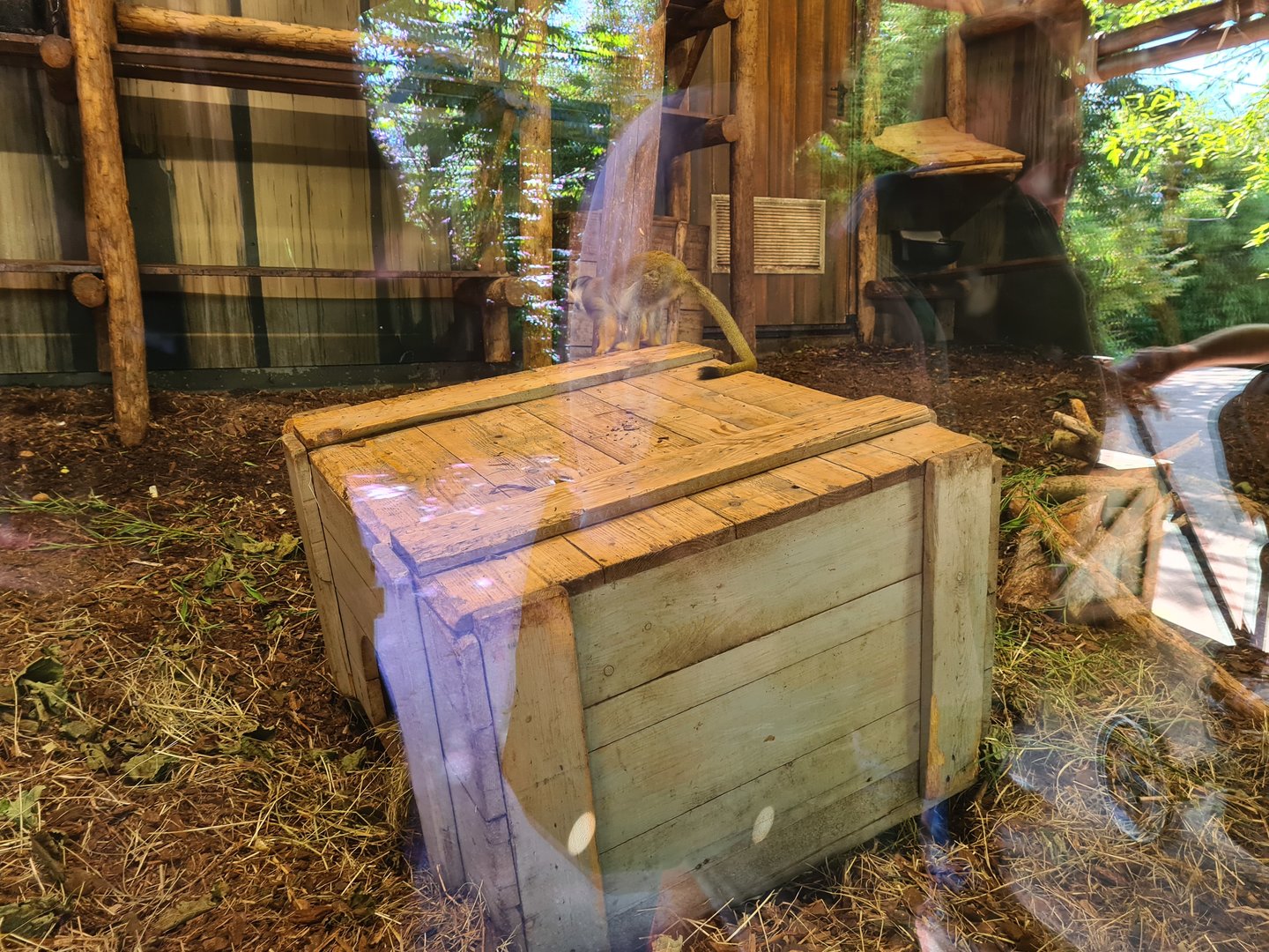 Jungola - Monkey market indoor enclosure