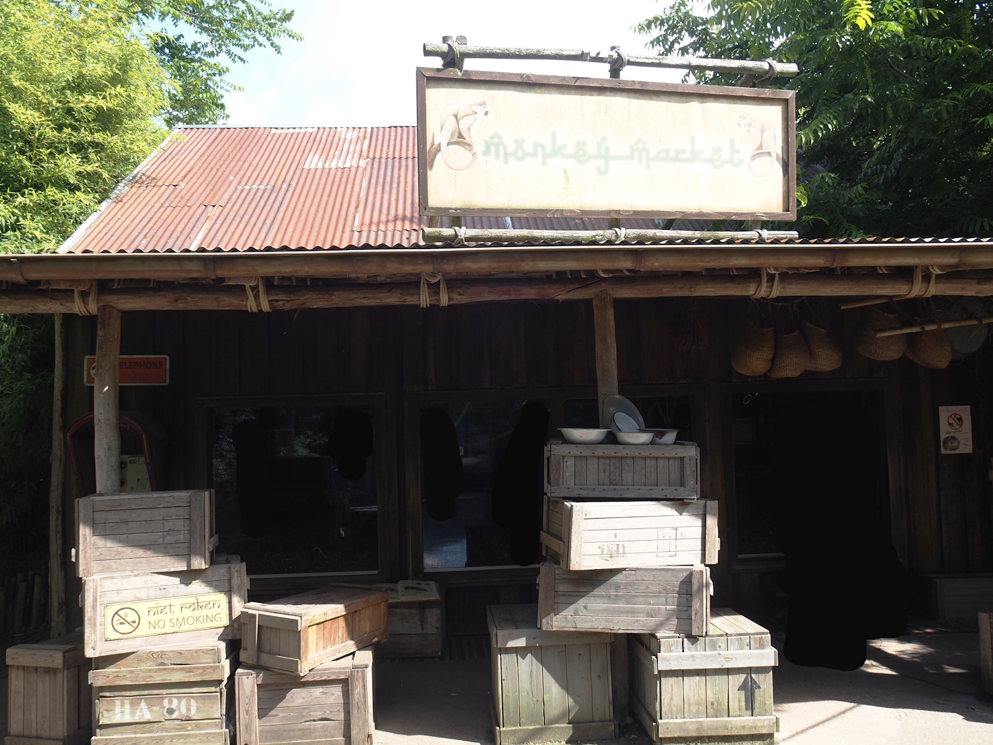 Jungola - Peruvian squirrel monkey and Southern three-banded armadillo house, 2024-06-23