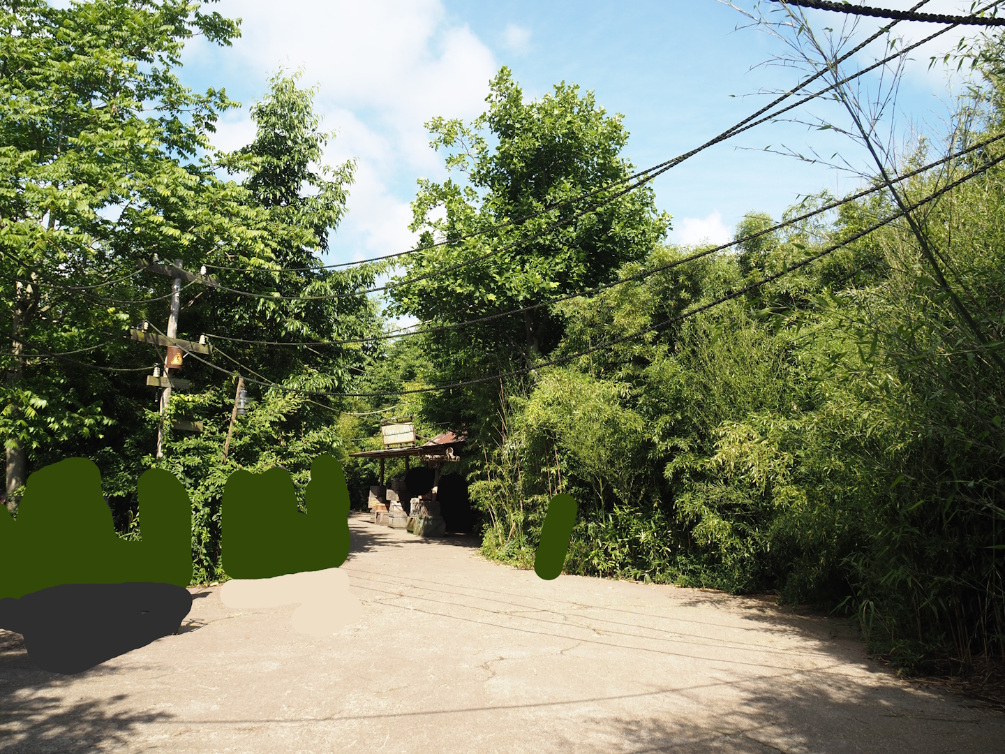 Jungola - Peruvian squirrel monkey walk-through area, 2024-06-23