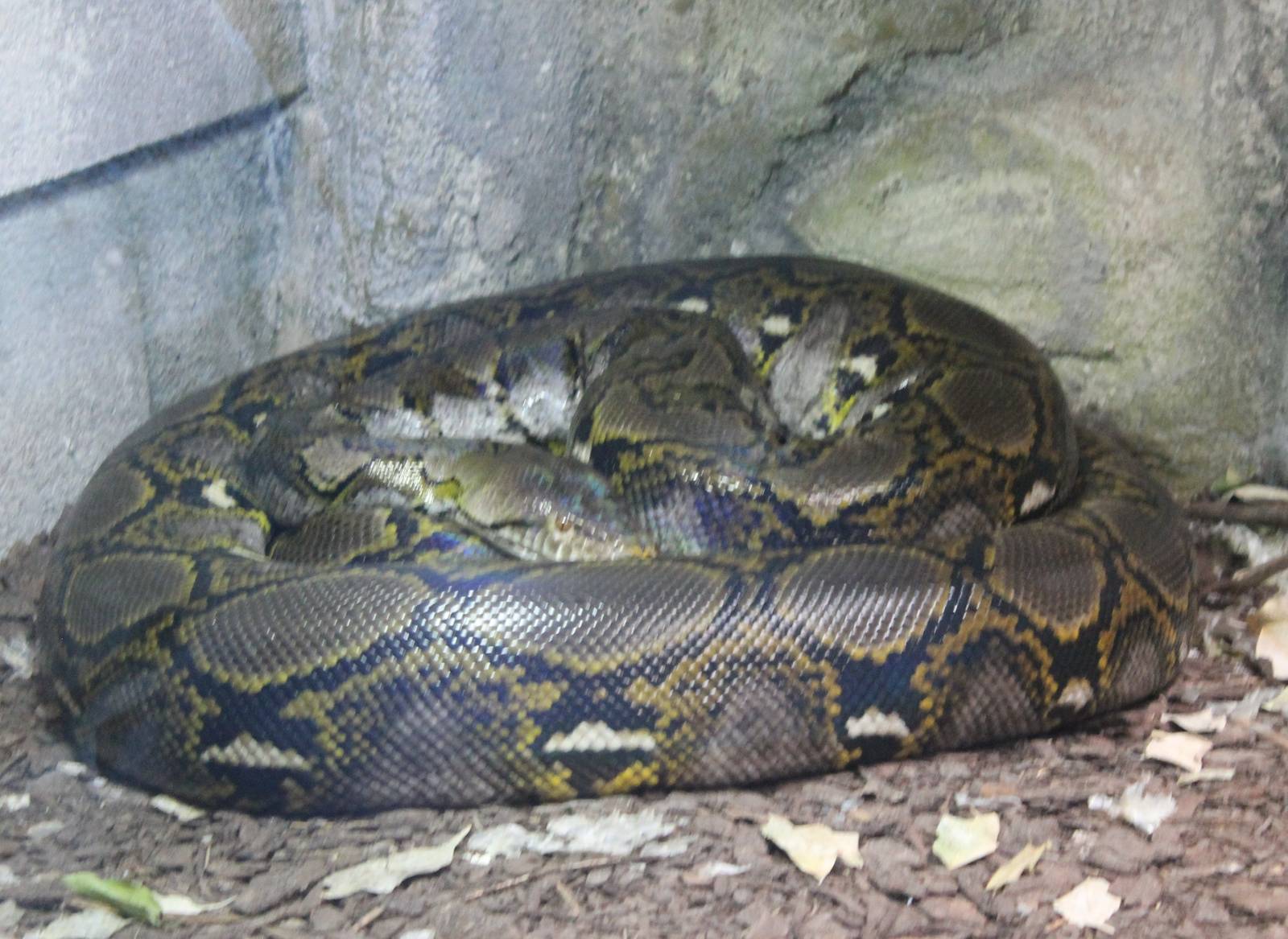 Jungola - Reticulated python