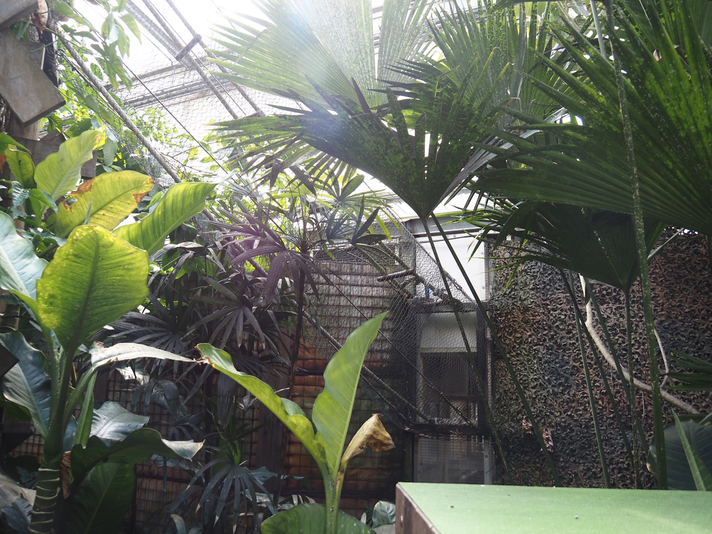 Jungola - Rimbula greenhouse - Access to Lar gibbon off-show holding, 2024-06-23