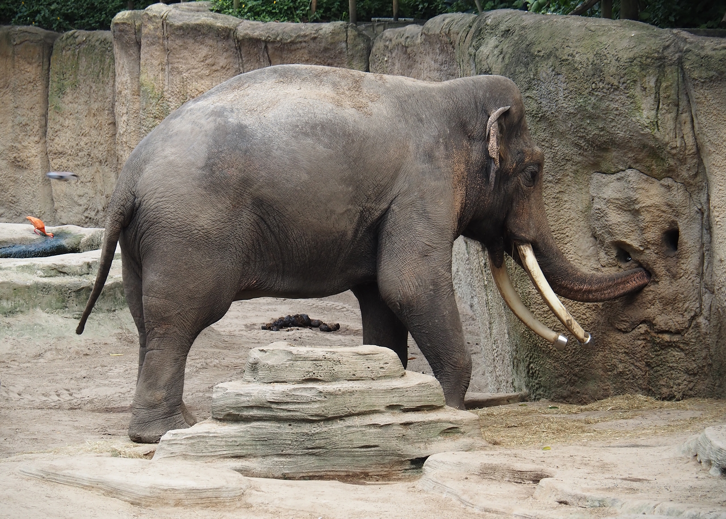 Jungola - Rimbula greenhouse - Asian elephant (Elephas maximus) bull, 2024-06-23