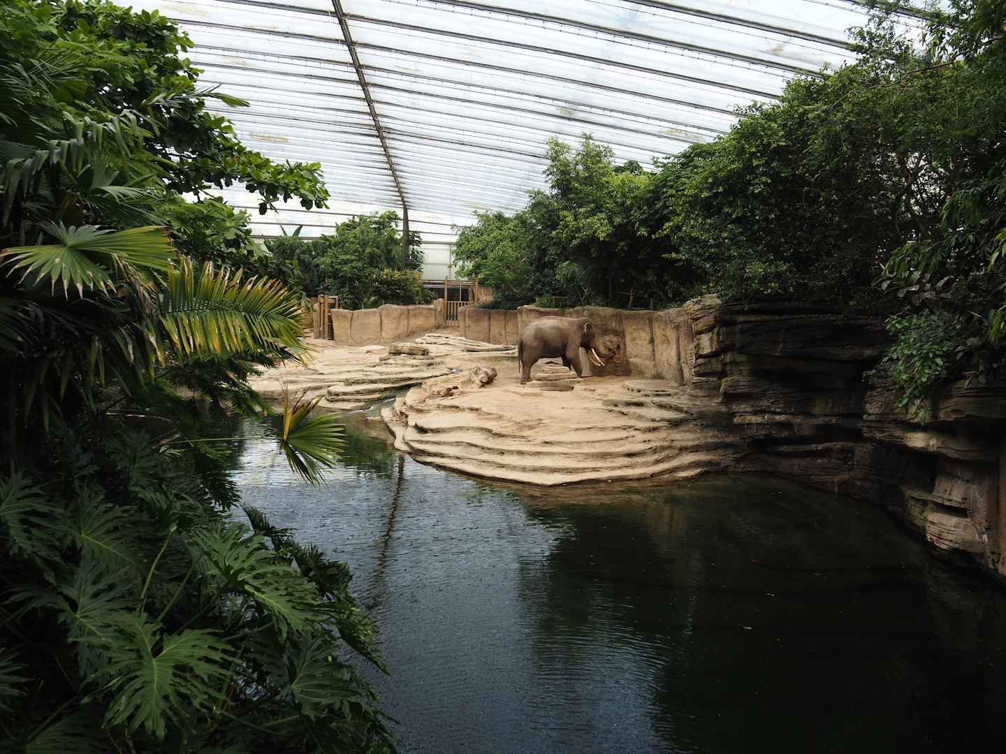 Jungola - Rimbula greenhouse - Asian elephant indoor exhibit, 2024-06-23