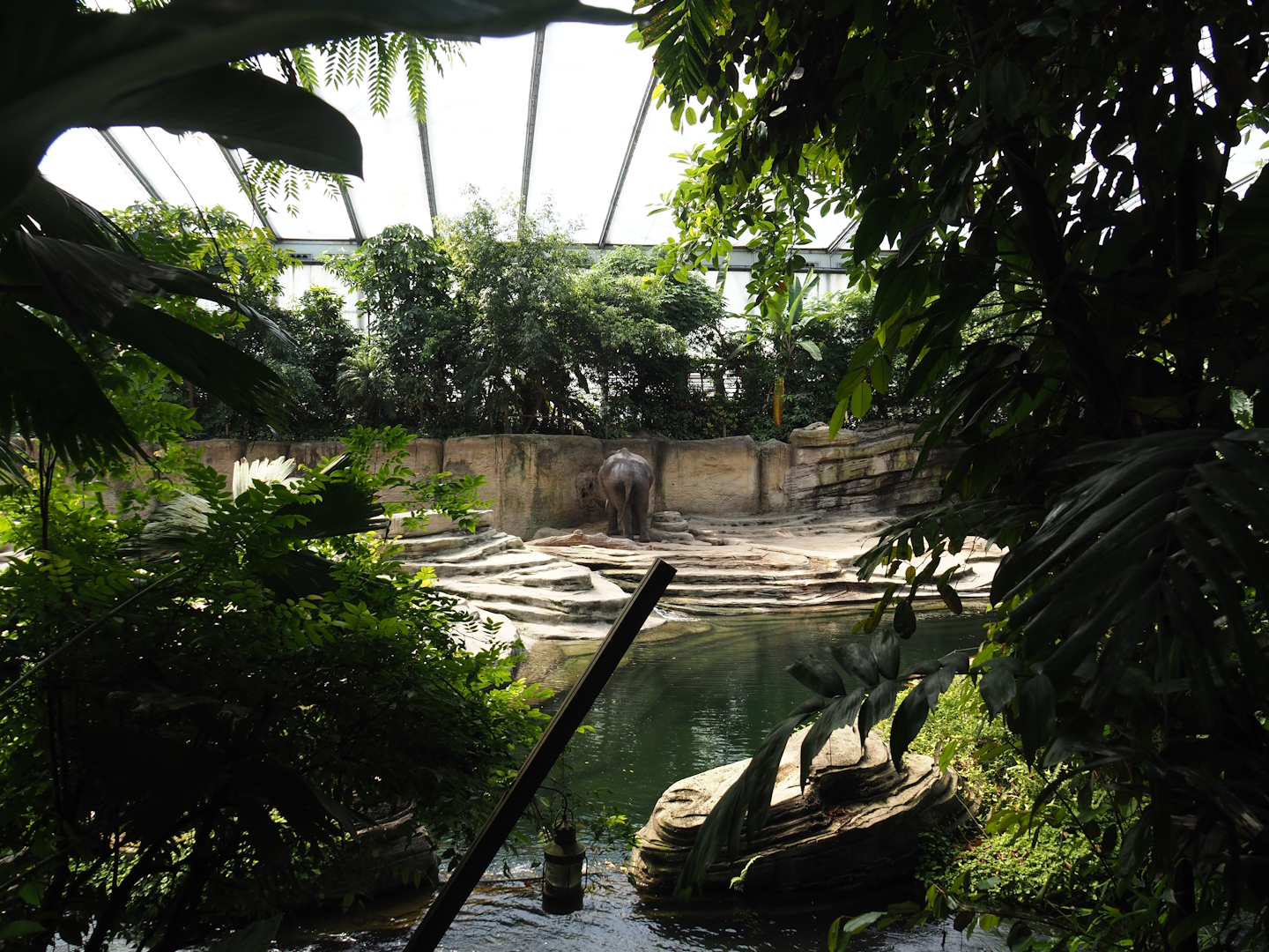 Jungola - Rimbula greenhouse - Asian elephant indoor exhibit, 2024-06-23