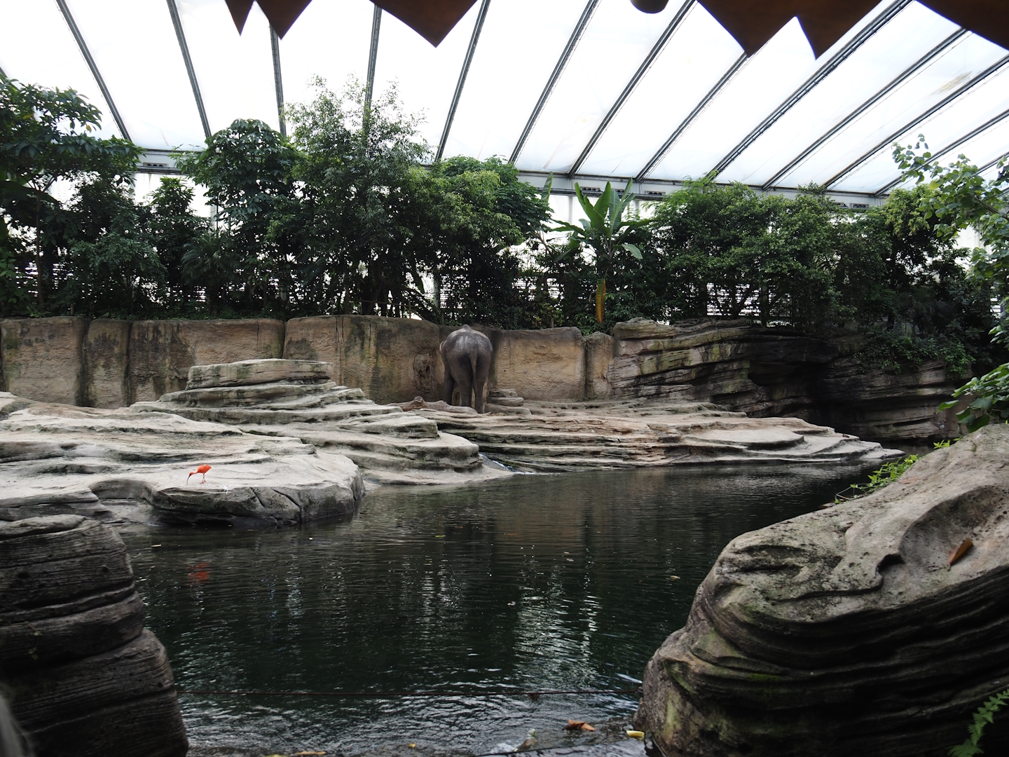 Jungola - Rimbula greenhouse - Asian elephant indoor exhibit seen from the Rimbula River boat ride, 2024-06-23