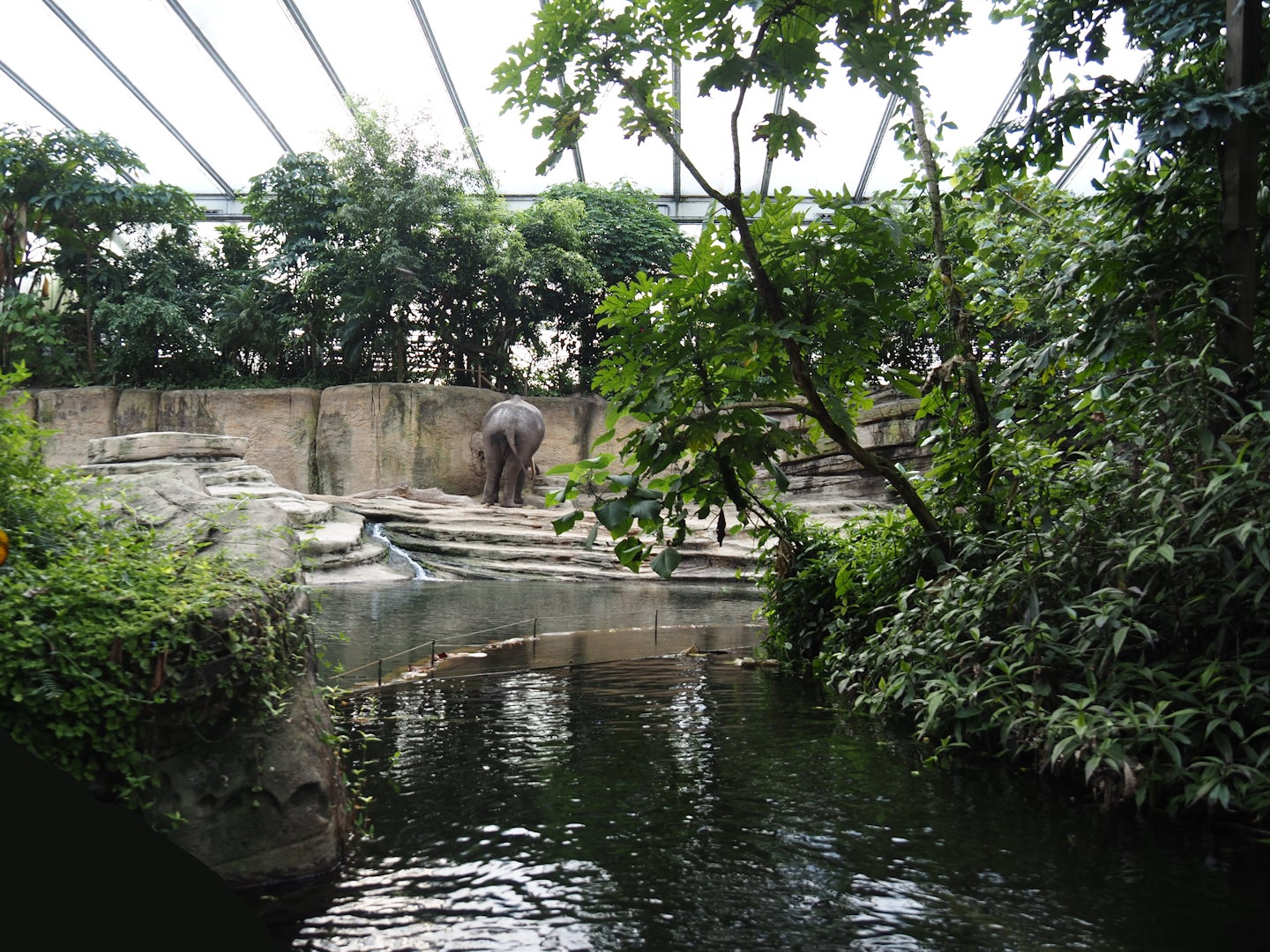 Jungola - Rimbula greenhouse - Asian elephant indoor exhibit seen from the Rimbula River boat ride, 2024-06-23