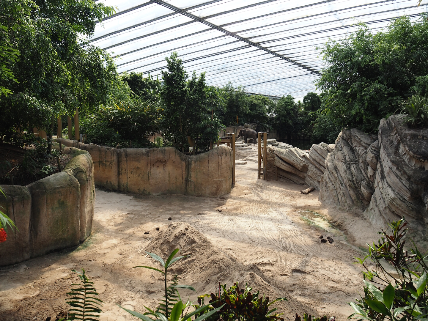 Jungola - Rimbula greenhouse - Asian elephant indoor separation paddock, 2024-06-23