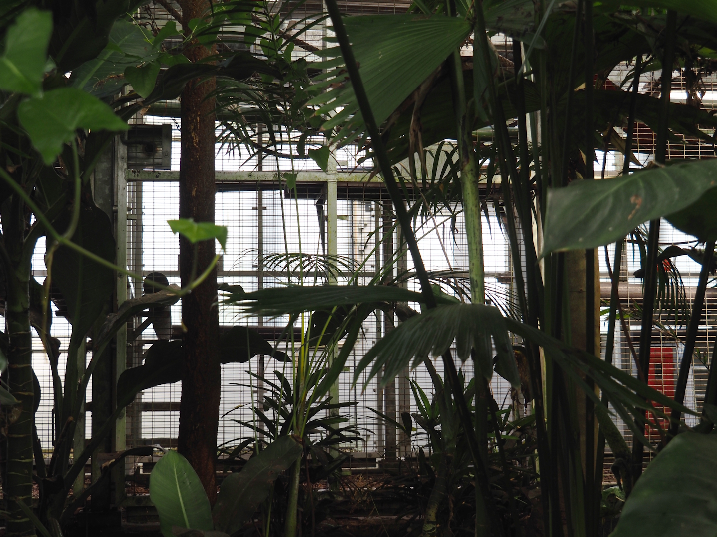 Jungola - Rimbula greenhouse - Behind the scenes primate exhibits, 2024-06-23