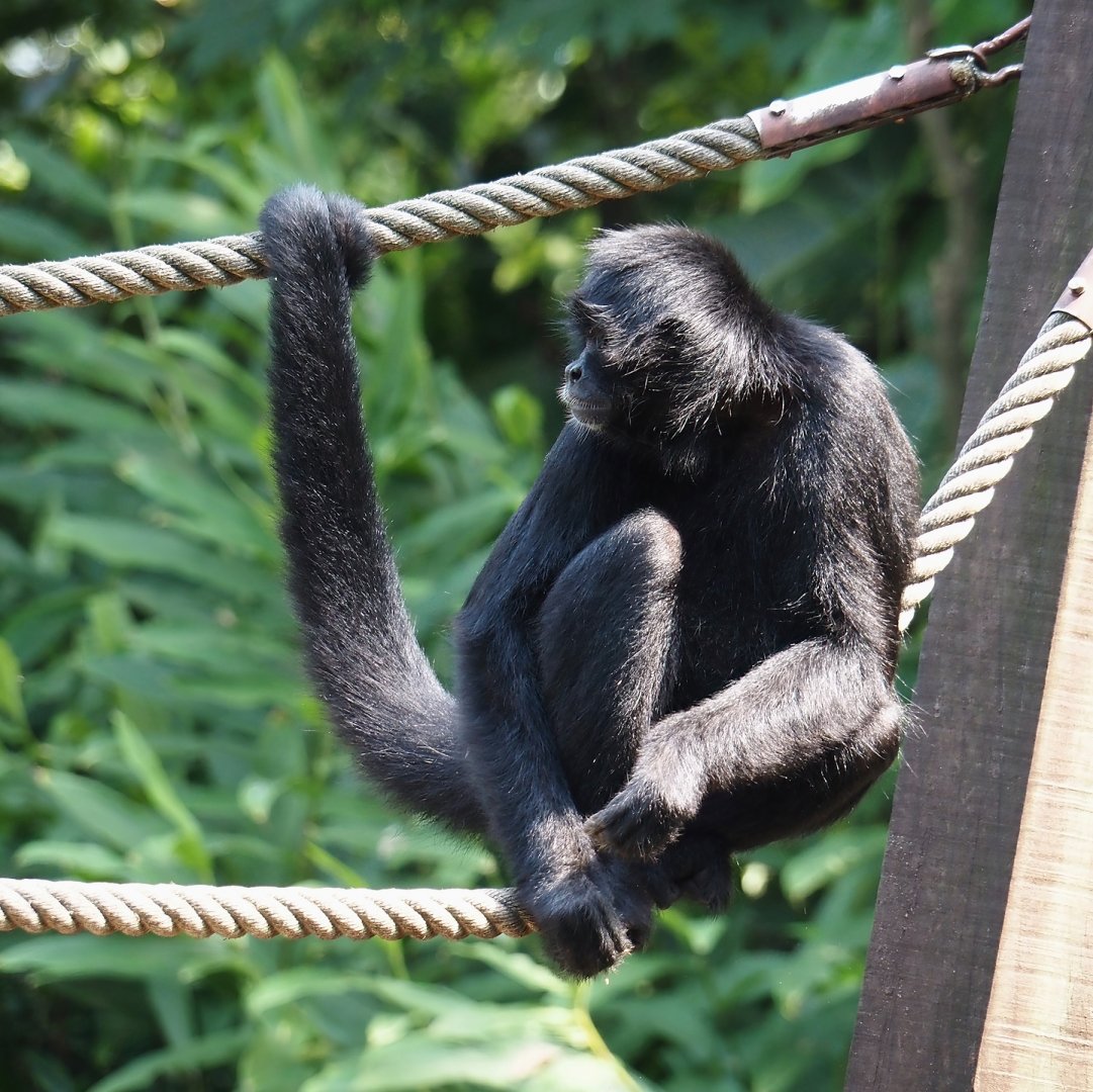 Jungola - Rimbula greenhouse - Colombian black spider monkey (Ateles fusciceps rufiventris), 2024-06-23