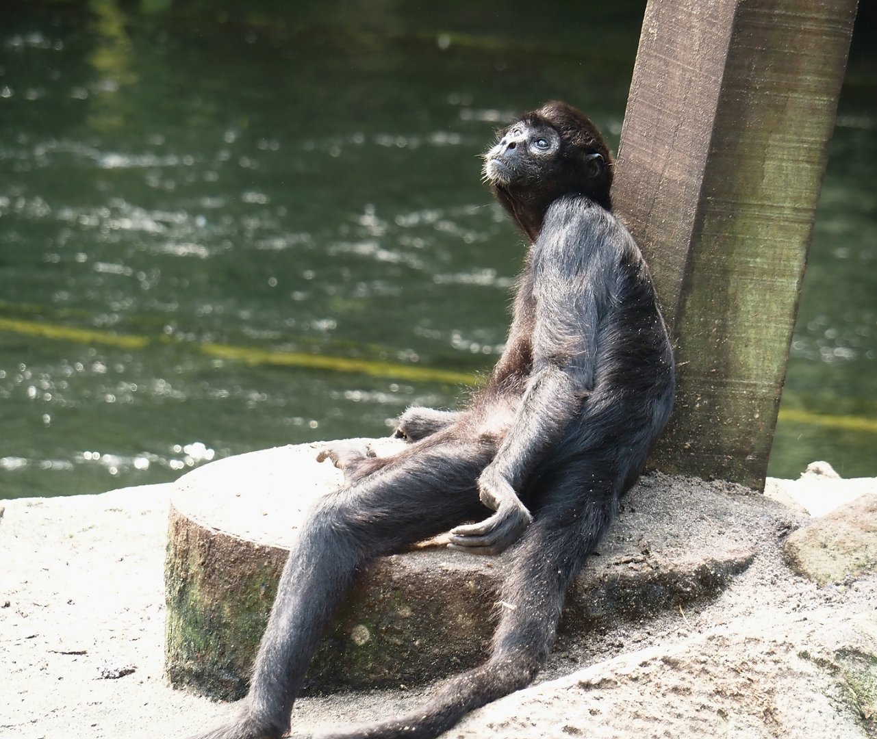 Jungola - Rimbula greenhouse - Colombian black spider monkey (Ateles fusciceps rufiventris), 2024-06-23