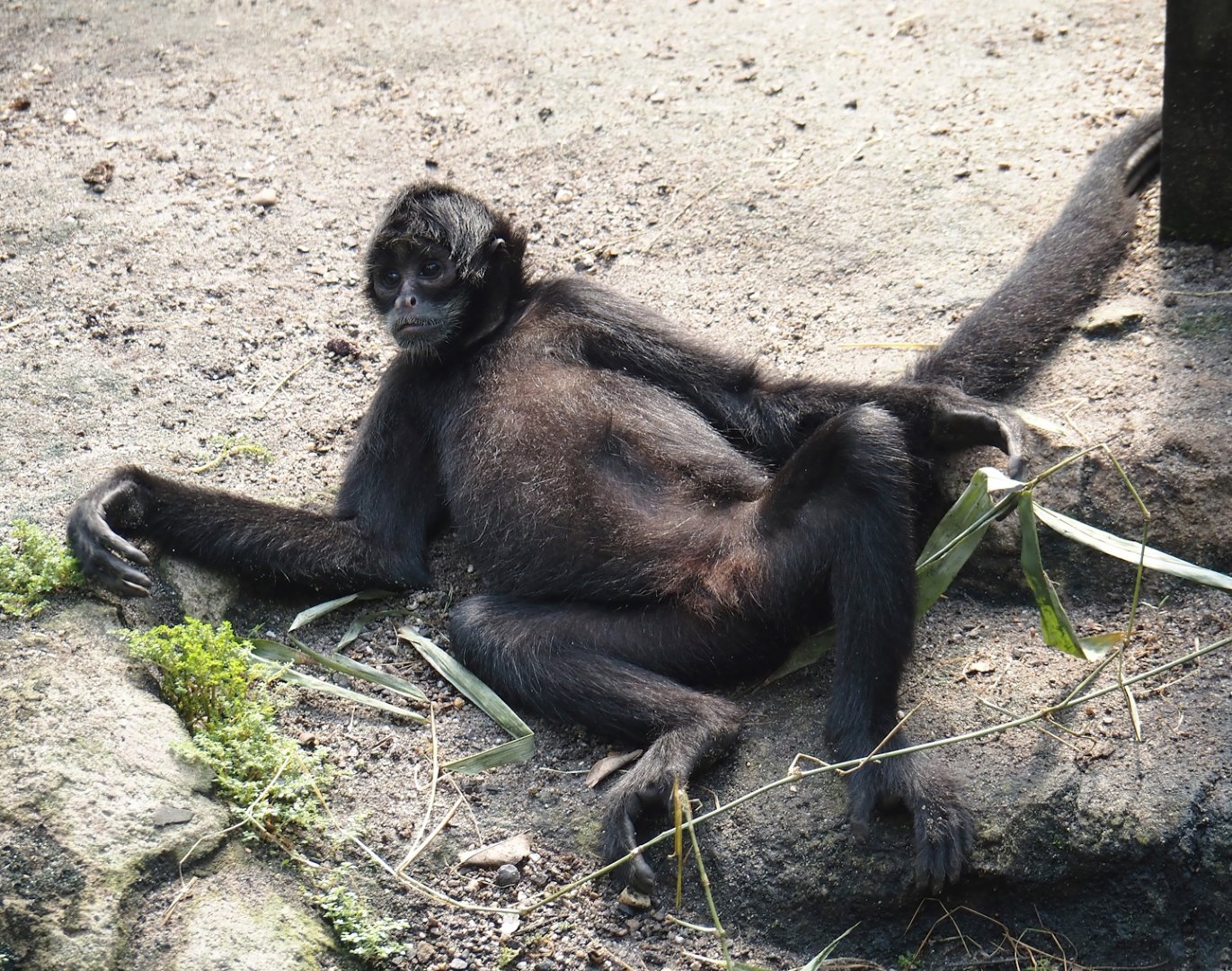 Jungola - Rimbula greenhouse - Colombian black spider monkey (Ateles fusciceps rufiventris), 2024-06-23
