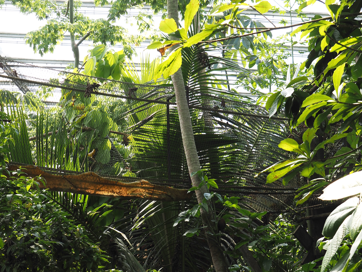 Jungola - Rimbula greenhouse - Colombian black spider monkey bridge, 2024-06-23