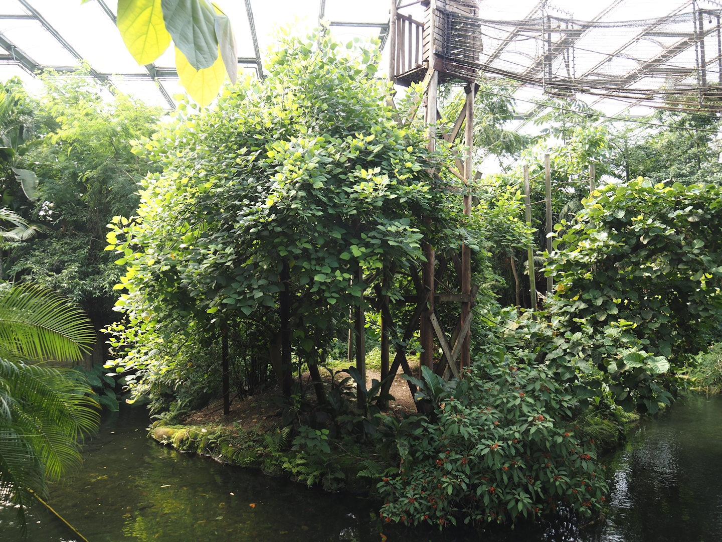 Jungola - Rimbula greenhouse - Colombian black spider monkey island, 2024-06-23