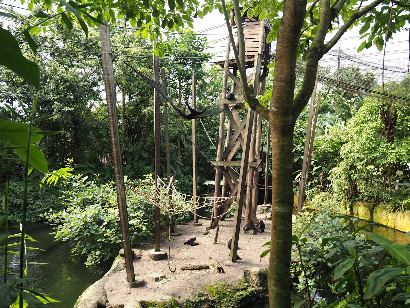 Jungola - Rimbula greenhouse - Colombian black spider monkey island, 2024-06-23