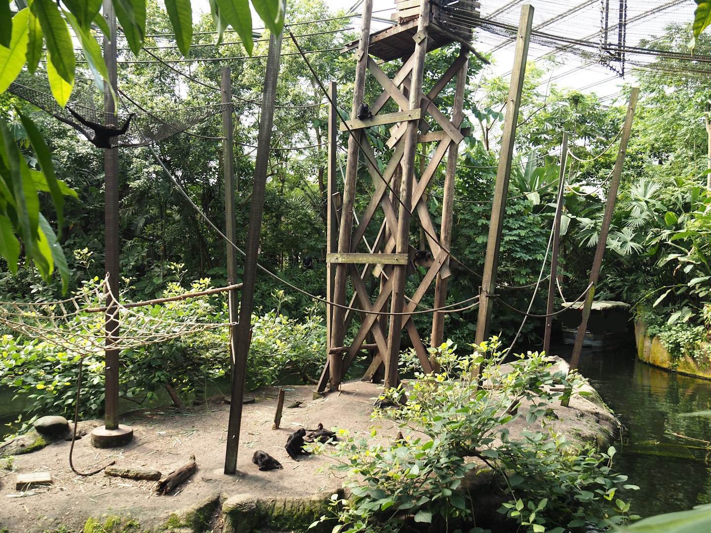 Jungola - Rimbula greenhouse - Colombian black spider monkey island, 2024-06-23