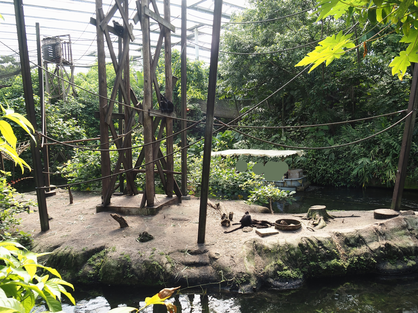 Jungola - Rimbula greenhouse - Colombian black spider monkey island, 2024-06-23