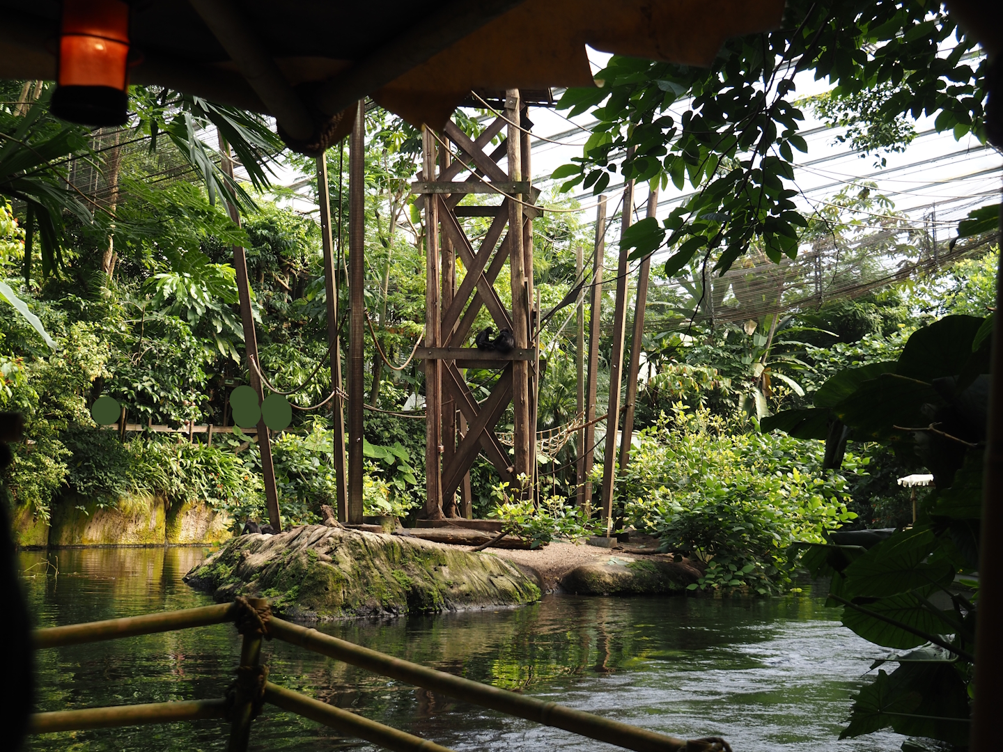 Jungola - Rimbula greenhouse - Colombian black spider monkey island seen from Rimbula River boat ride, 2024-06-23