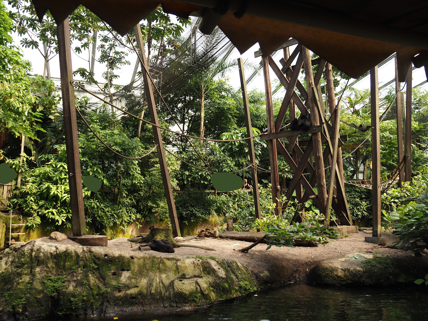 Jungola - Rimbula greenhouse - Colombian black spider monkey island seen from Rimbula River boat ride, 2024-06-23