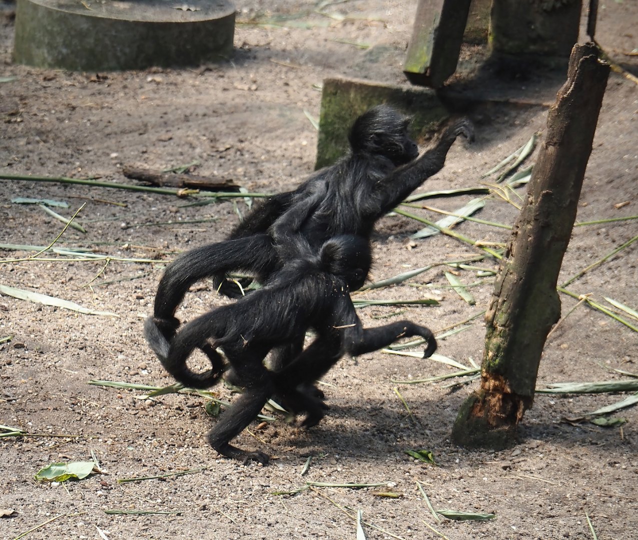 Jungola - Rimbula greenhouse - Colombian black spider monkeys (Ateles fusciceps rufiventris), 2024-06-23