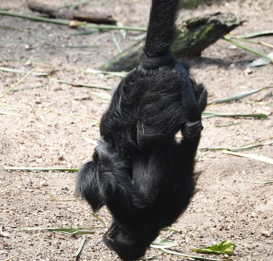 Jungola - Rimbula greenhouse - Colombian black spider monkeys (Ateles fusciceps rufiventris), 2024-06-23