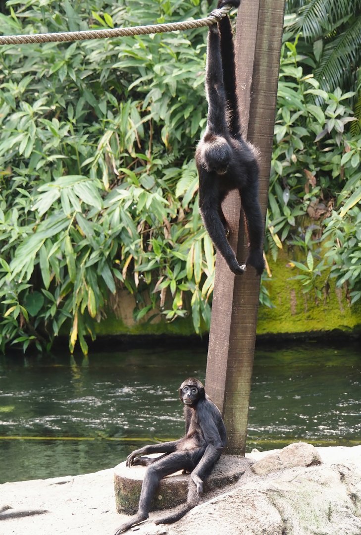 Jungola - Rimbula greenhouse - Colombian black spider monkeys (Ateles fusciceps rufiventris), 2024-06-23