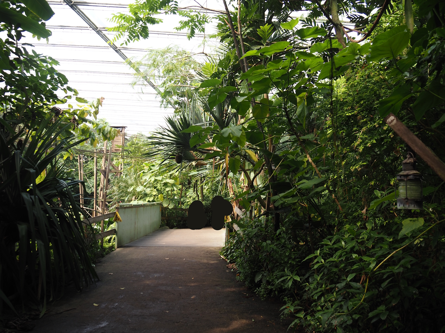 Jungola - Rimbula greenhouse - Exit bridge of lemur zone and road to spider monkey island, 2024-06-23