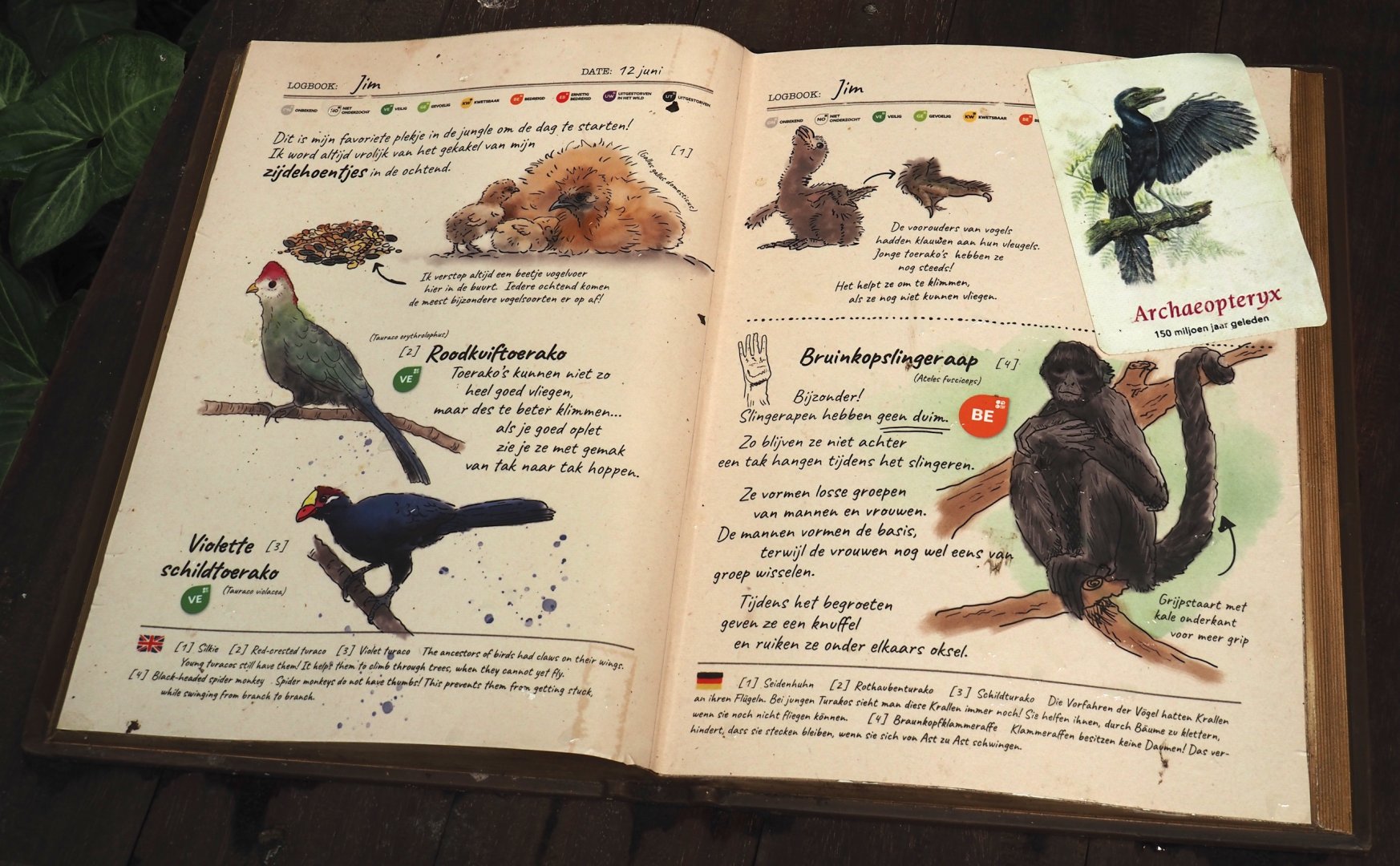 Jungola - Rimbula greenhouse - Free-ranging turacos and silky chickens and spider monkey signage, 2024-06-23