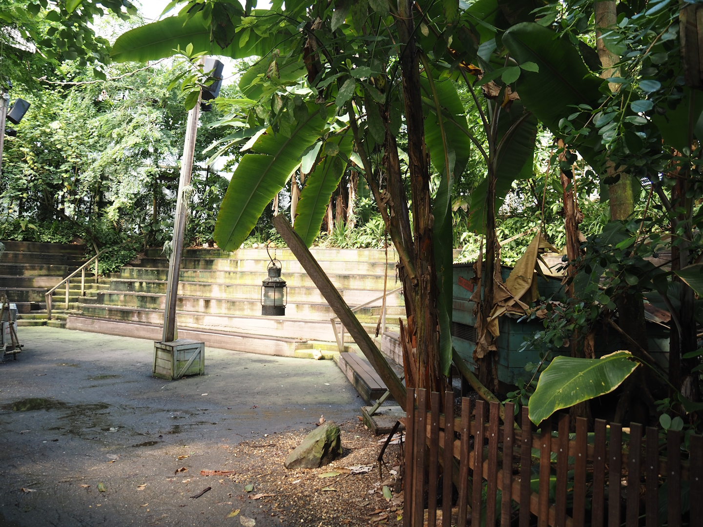 Jungola - Rimbula greenhouse - Jungle Arena, 2024-06-23