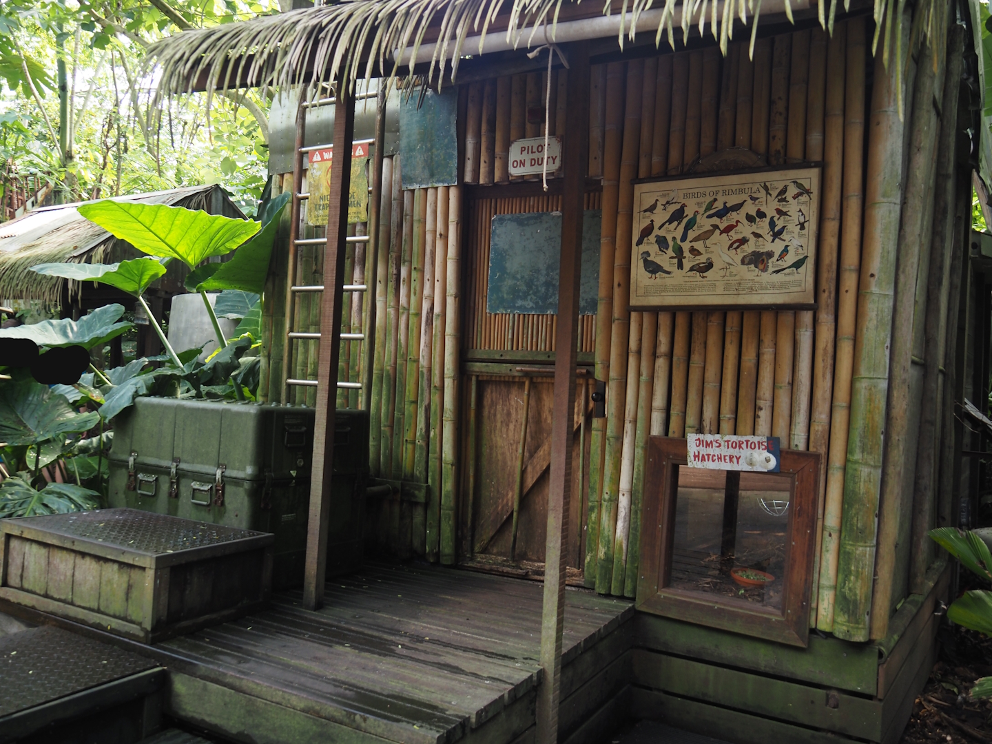 Jungola - Rimbula greenhouse - Jungle Jim's camp with Southern brown tortoise nursery terrarium, 2024-06-23