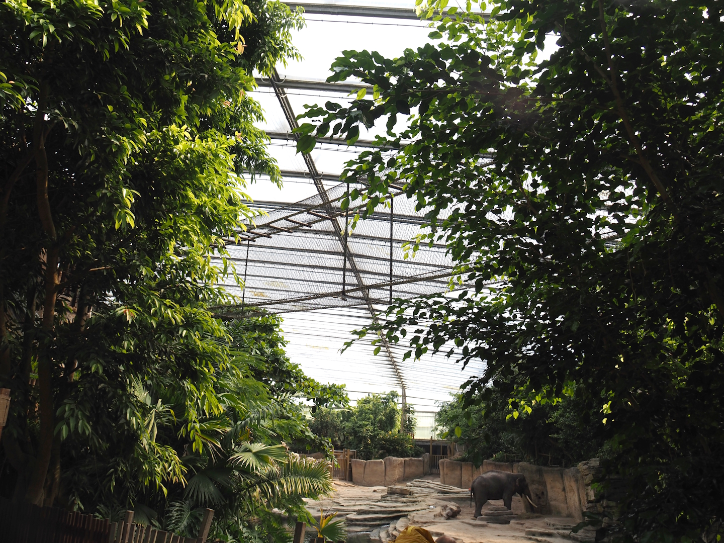 Jungola - Rimbula greenhouse - Lar gibbon bridge, 2024-06-23