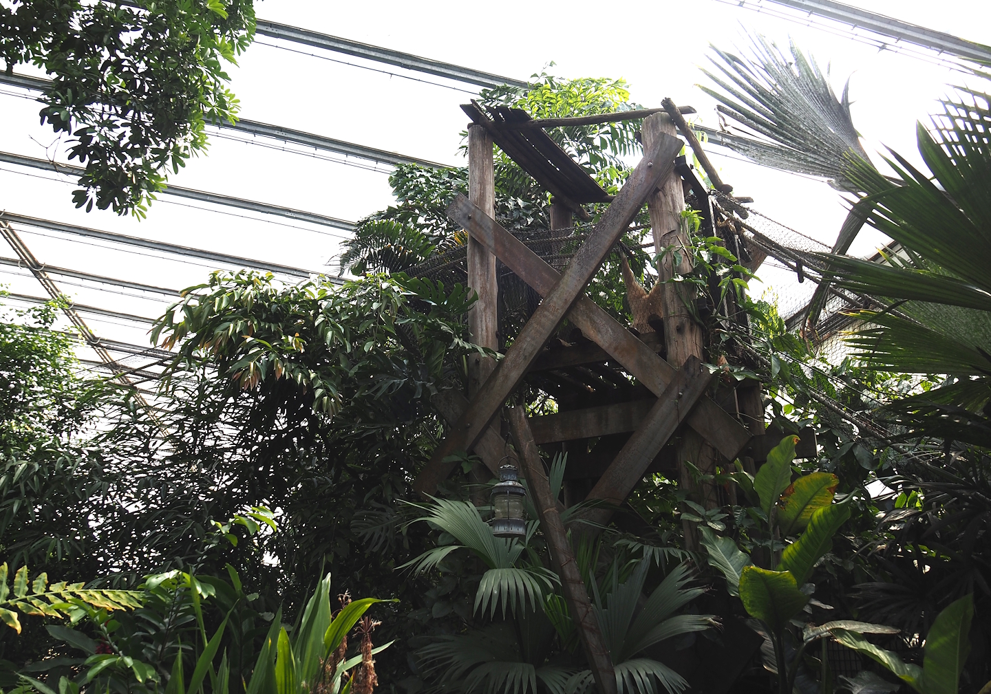 Jungola - Rimbula greenhouse - Lar gibbon bridge between island and off-show holding, 2024-06-23