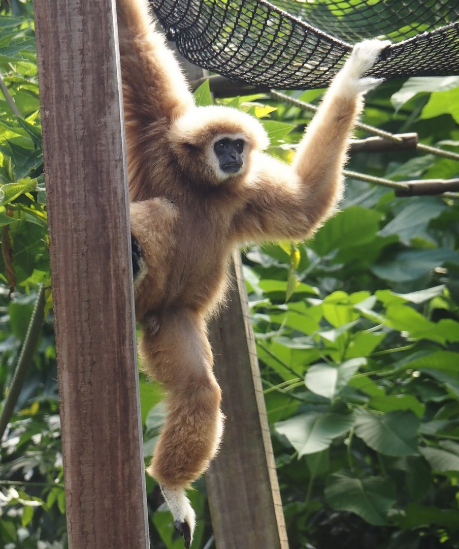 Jungola - Rimbula greenhouse - Lar gibbon (Hylobates lar), 2024-06-23