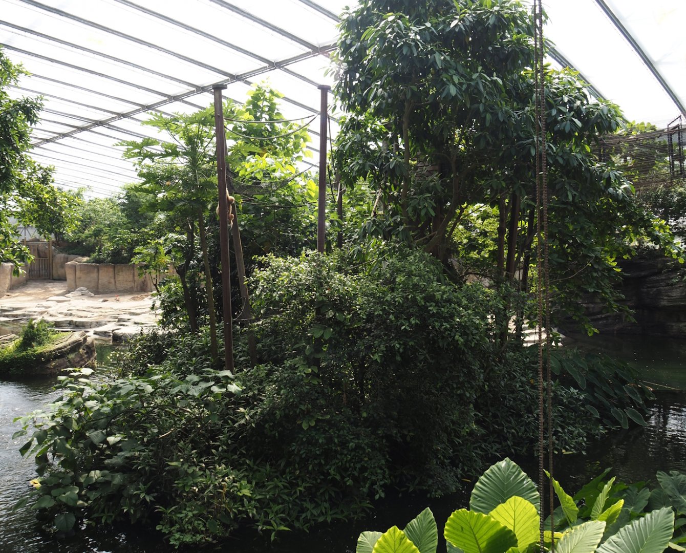 Jungola - Rimbula greenhouse - Lar gibbon island, 2024-06-23