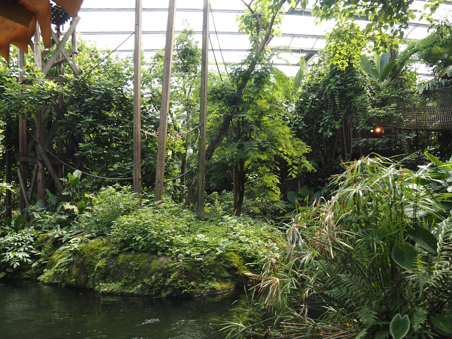 Jungola - Rimbula greenhouse - Lar gibbon island seen from Rimbula River boat ride, 2024-06-23