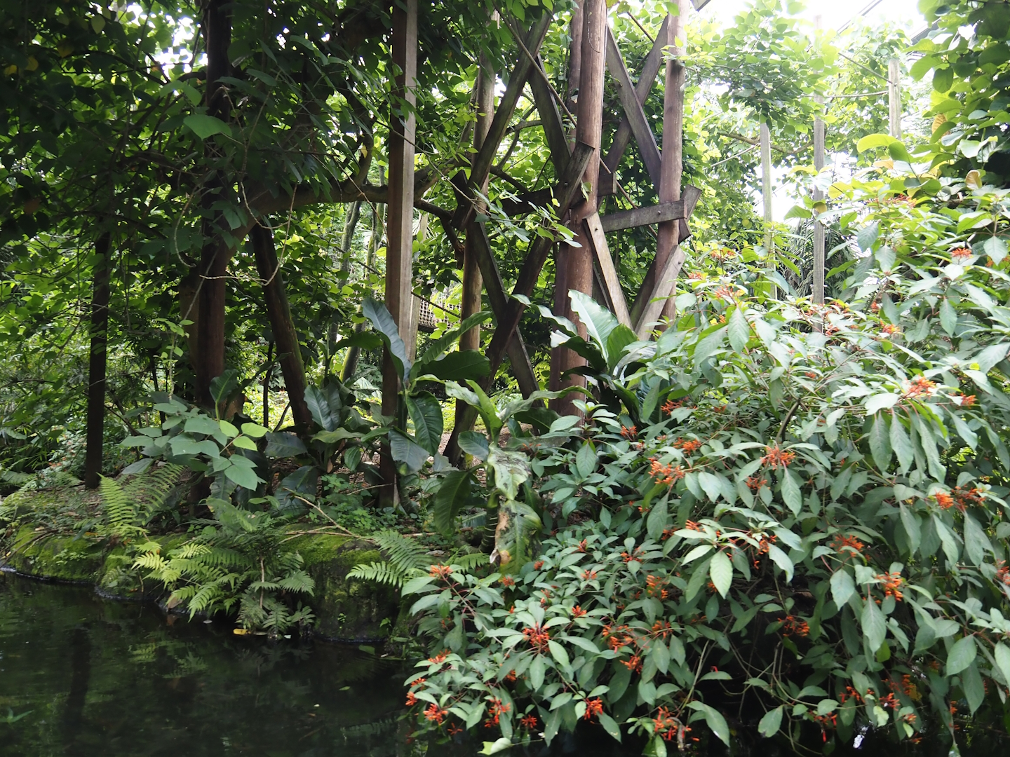 Jungola - Rimbula greenhouse - Lar gibbon island seen from Rimbula River boat ride, 2024-06-23