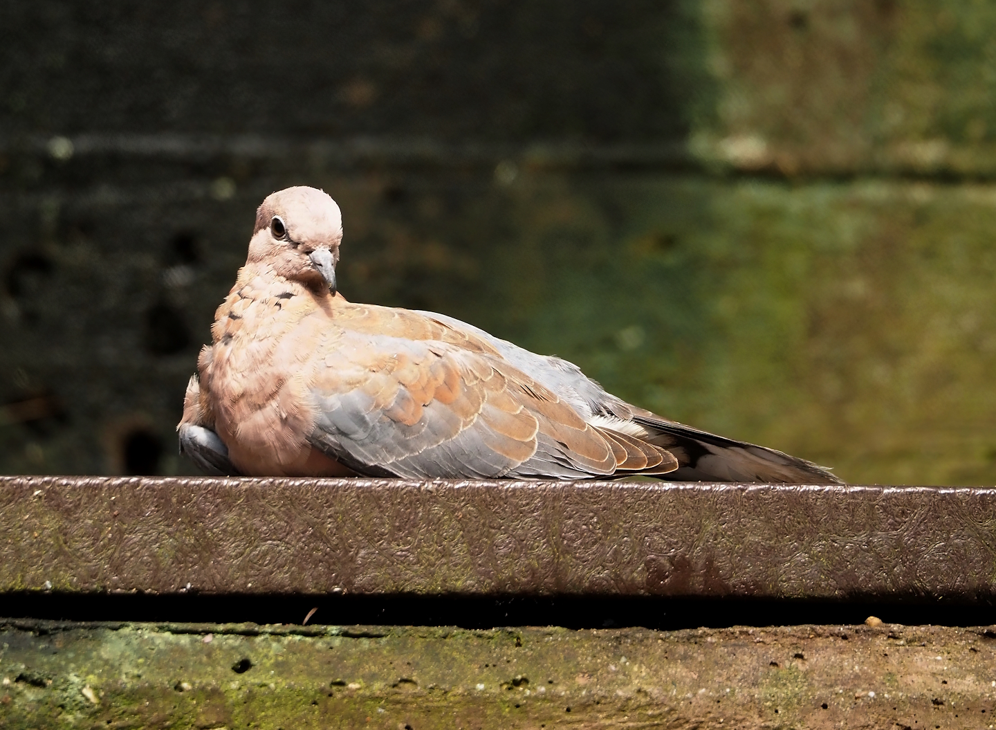Jungola - Rimbula greenhouse - Laughing dove (Streptopelia senegalensis), 2024-06-23
