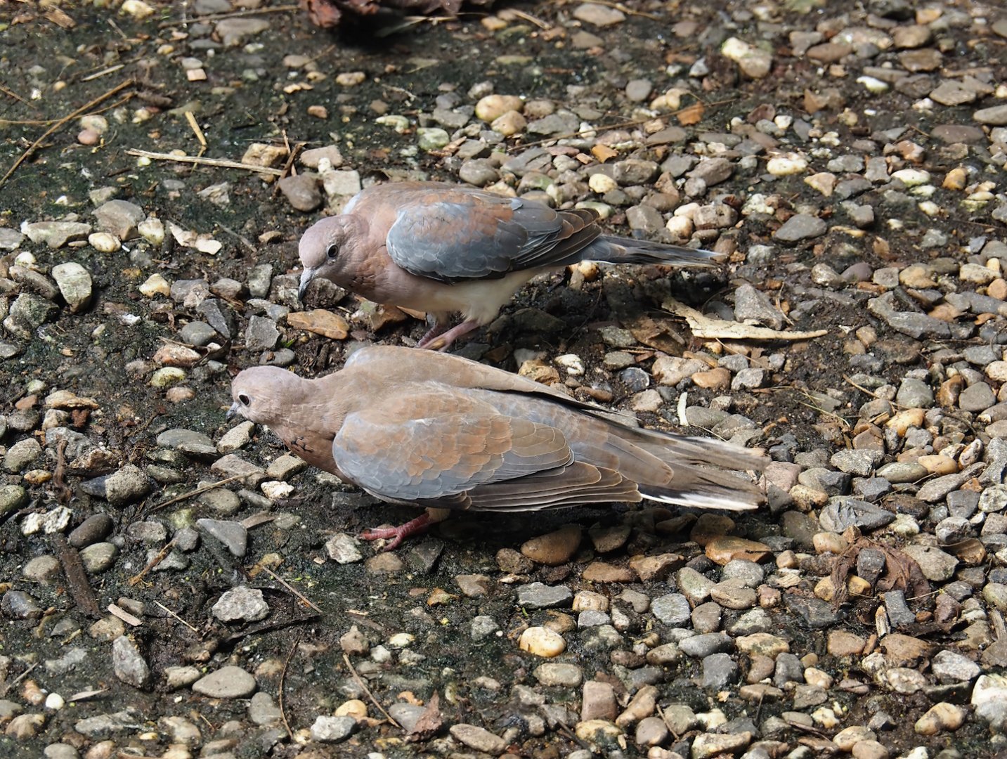 Jungola - Rimbula greenhouse - Laughing doves (Streptopelia senegalensis), 2024-06-23