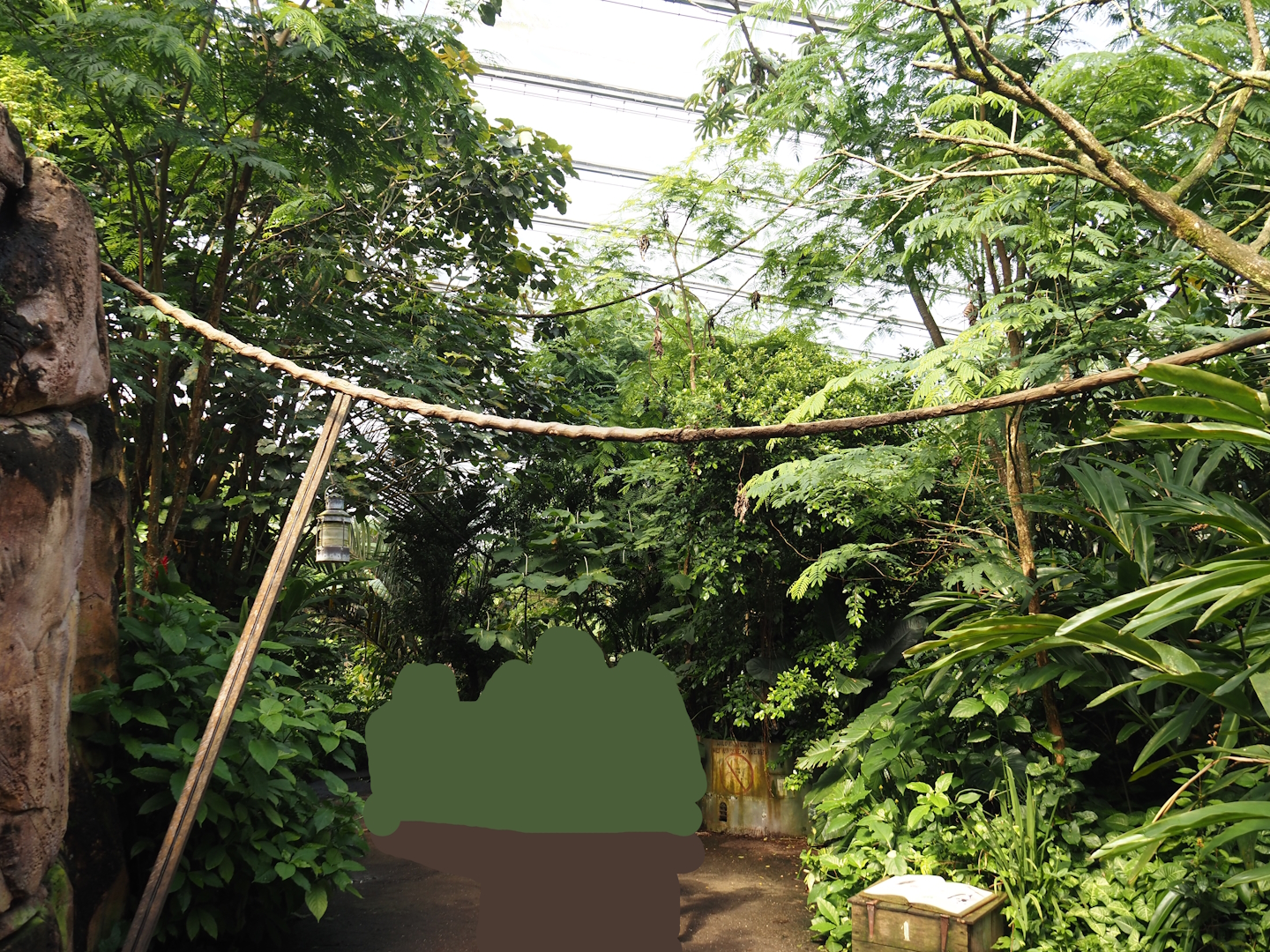 Jungola - Rimbula greenhouse - Lemur zone with ring-tailed lemurs and black lemurs, 2024-06-23