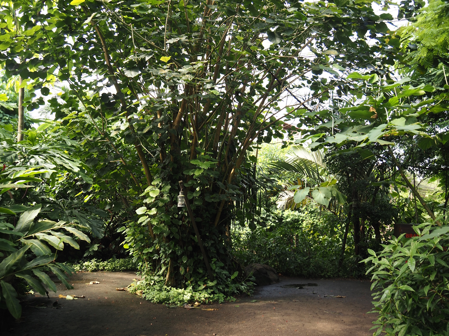 Jungola - Rimbula greenhouse - Lemur zone with ring-tailed lemurs and black lemurs, 2024-06-23