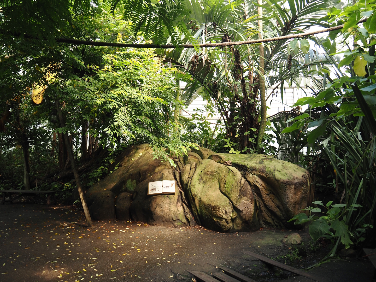 Jungola - Rimbula greenhouse - Lemur zone with ring-tailed lemurs and black lemurs, 2024-06-23