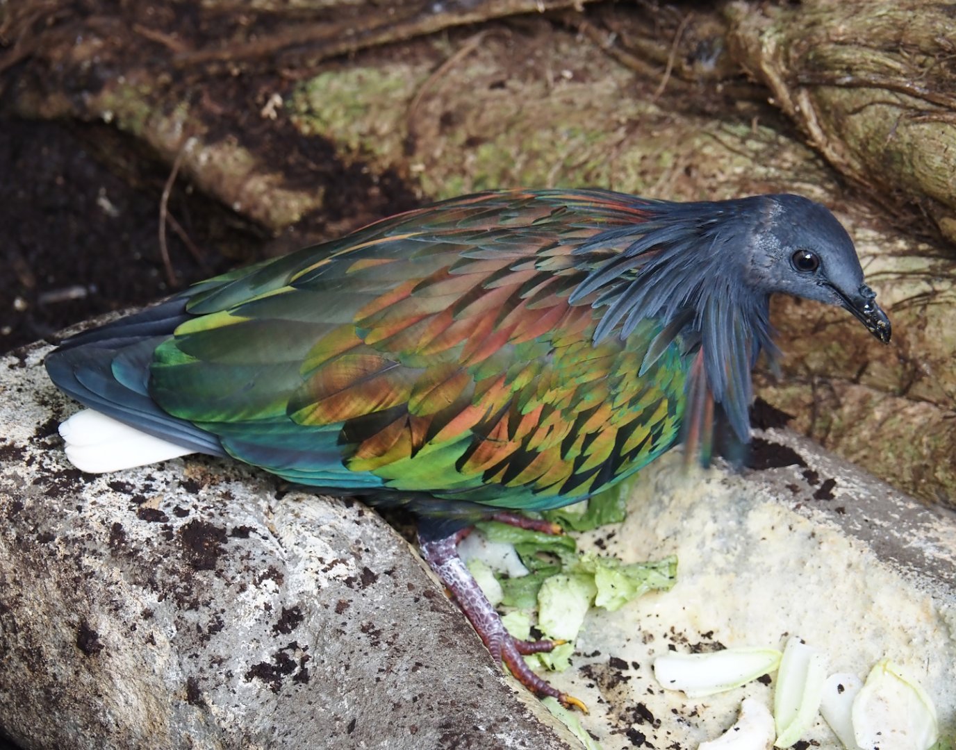 Jungola - Rimbula greenhouse - Nicobar pigeon (Caloenas nicobarica), 2024-06-23