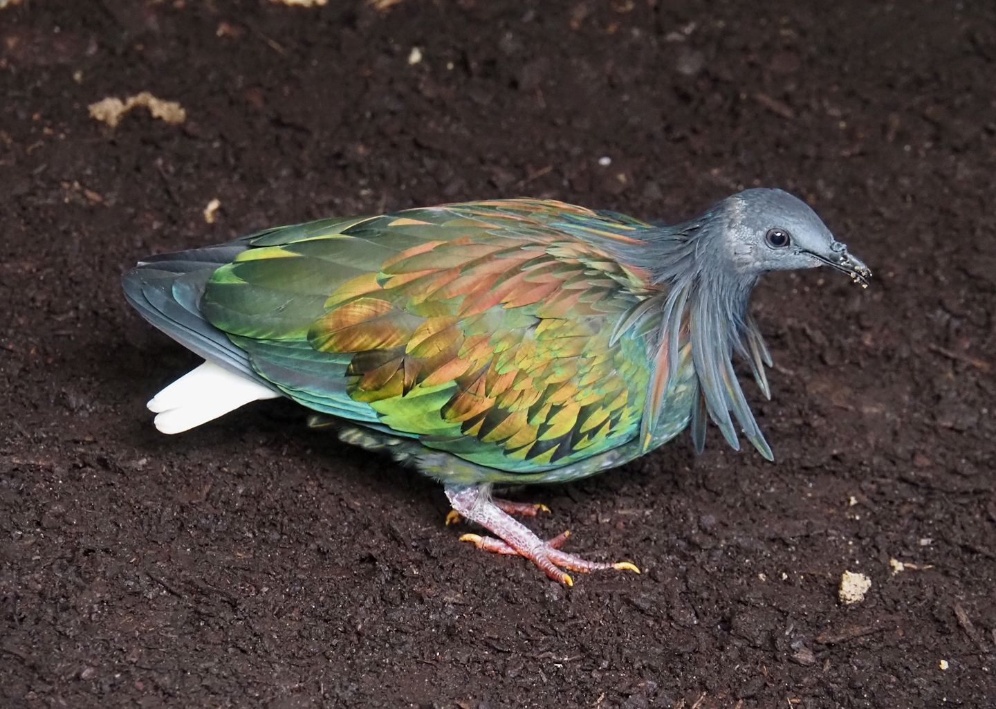 Jungola - Rimbula greenhouse - Nicobar pigeon (Caloenas nicobarica), 2024-06-23