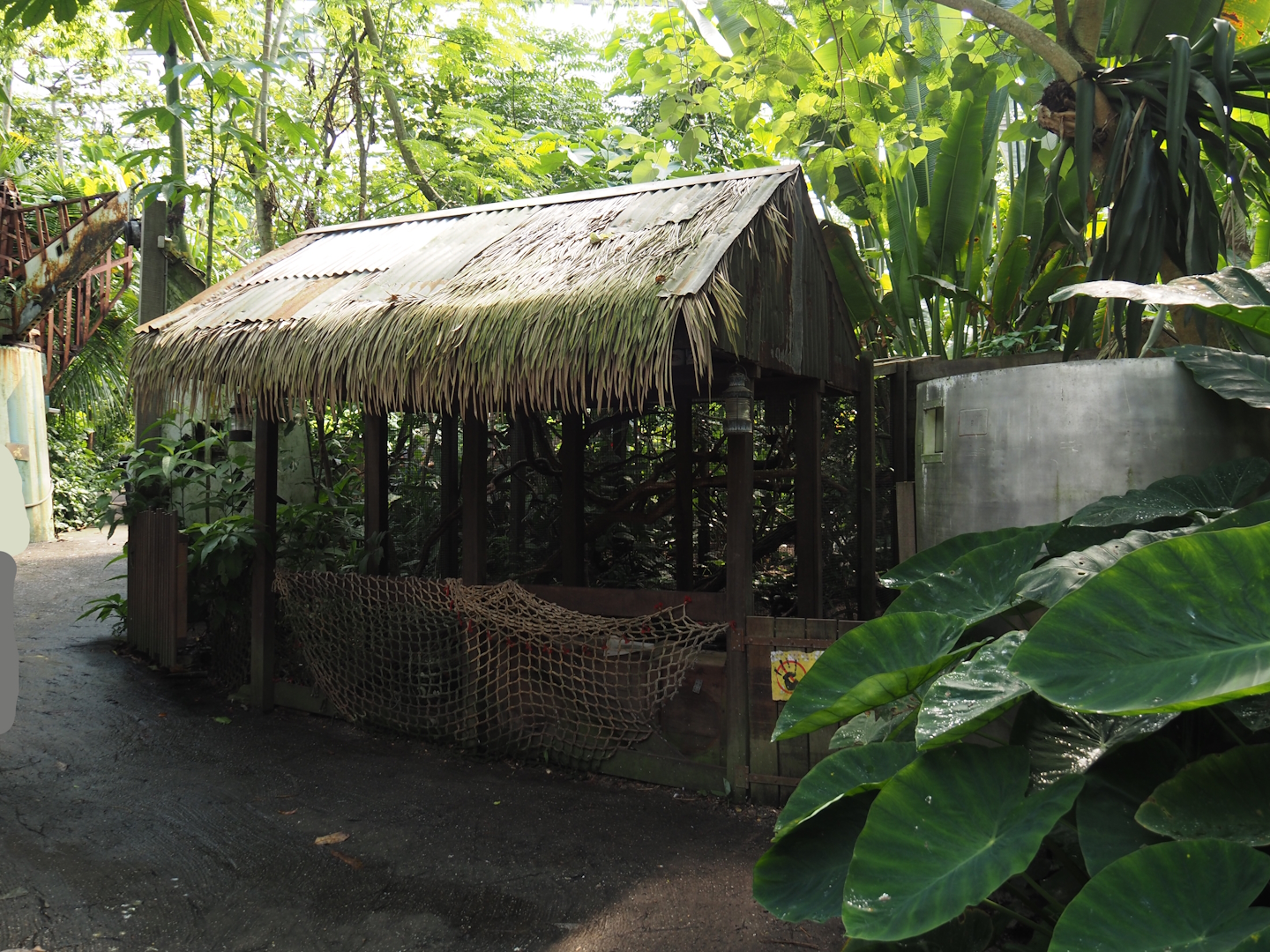 Jungola - Rimbula greenhouse - Pygmy marmoset exhibit, 2024-06-23
