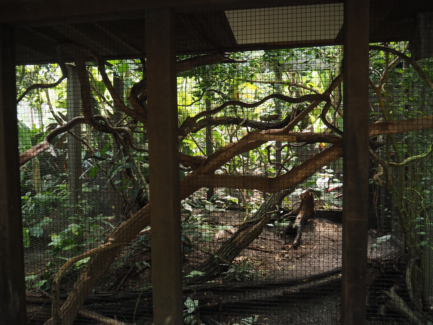 Jungola - Rimbula greenhouse - Pygmy marmoset exhibit, 2024-06-23