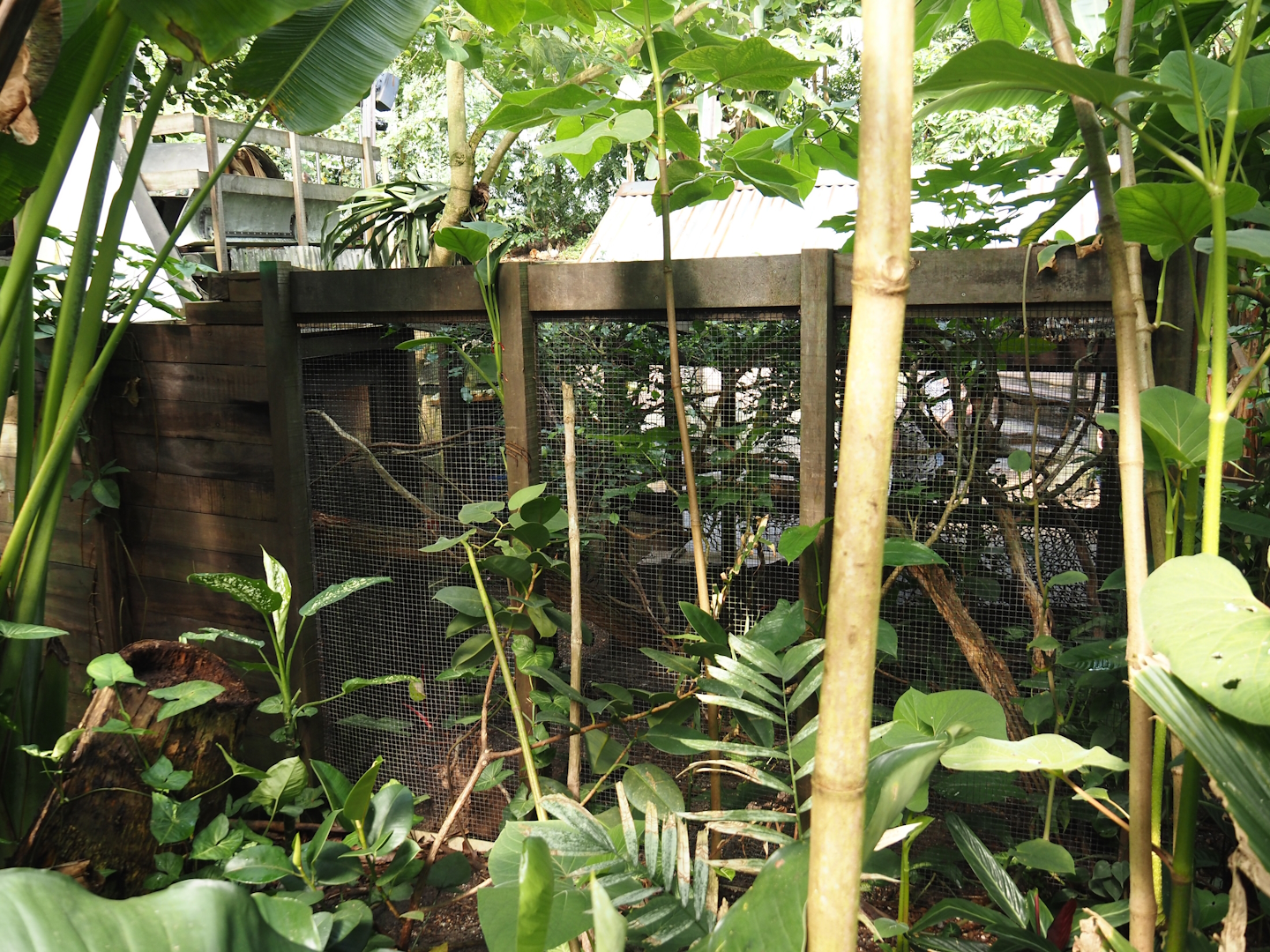 Jungola - Rimbula greenhouse - Pygmy marmoset exhibit, 2024-06-23