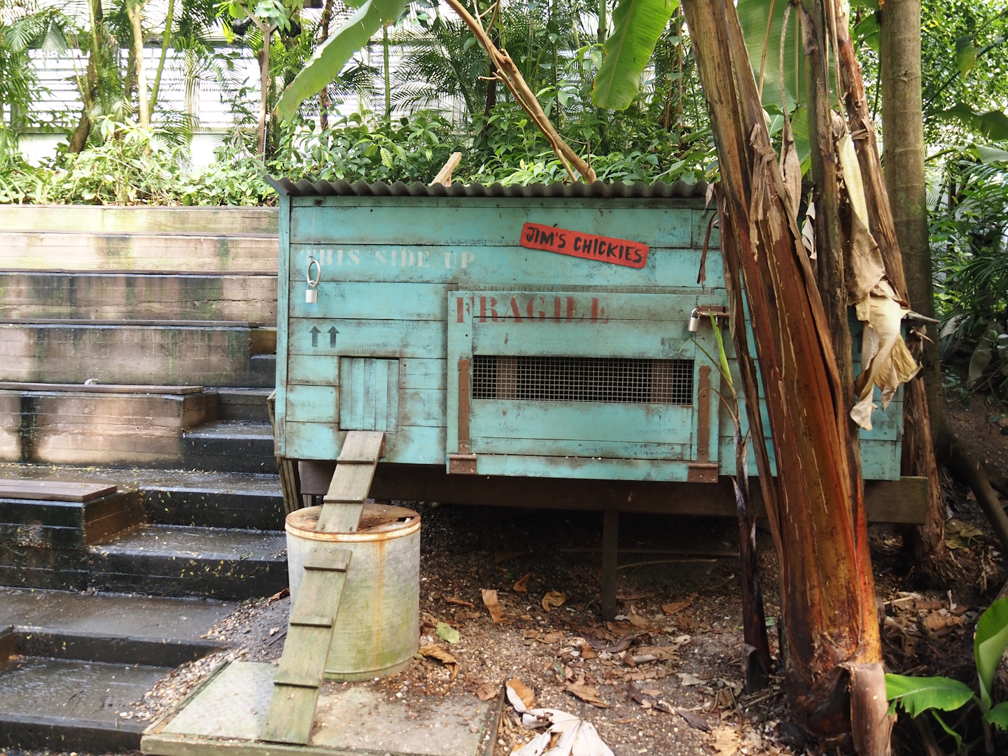 Jungola - Rimbula greenhouse - Silky chicken coop, 2024-06-23