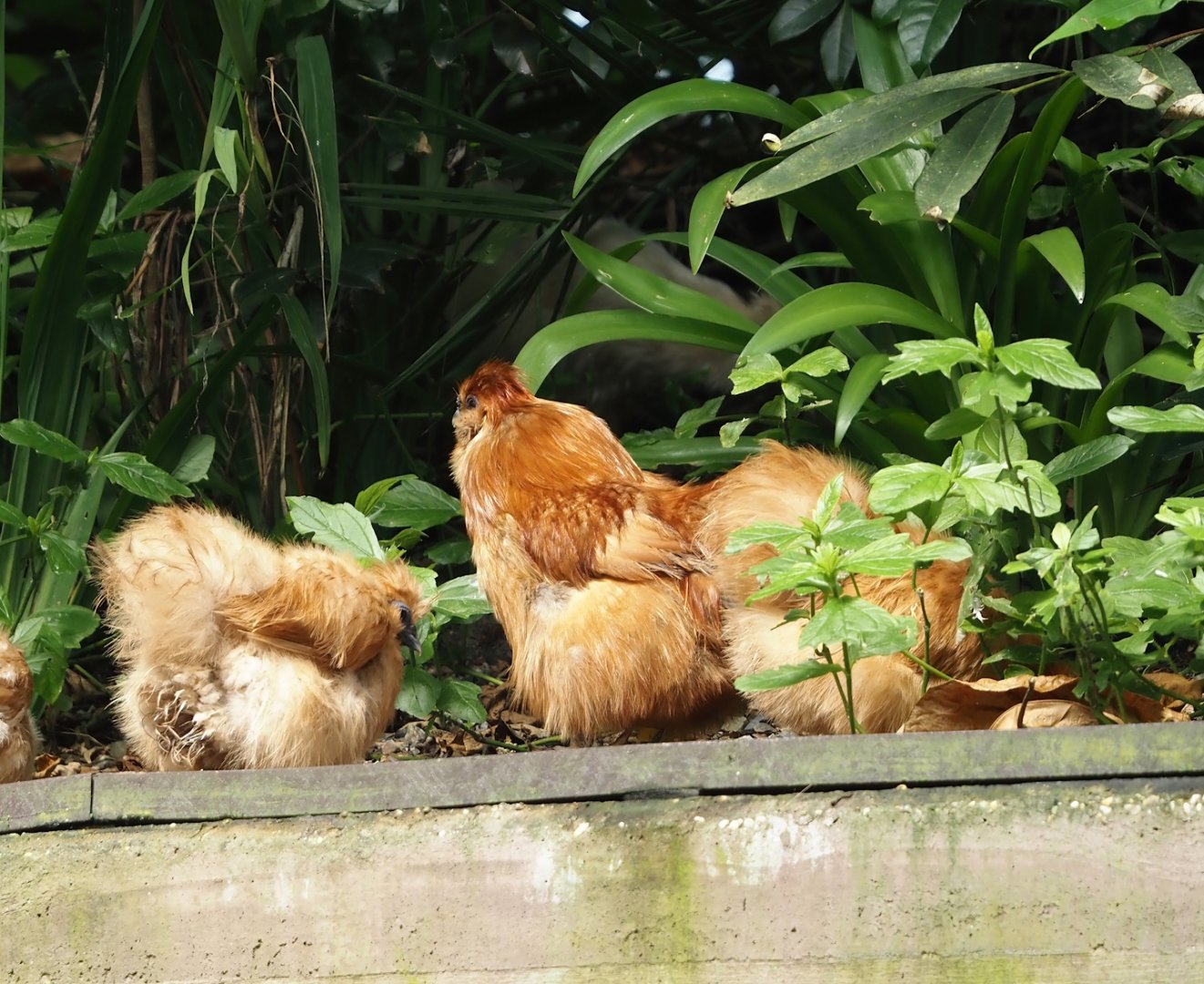 Jungola - Rimbula greenhouse - Silky chicken (Gallus gallus domesticus), 2024-06-23