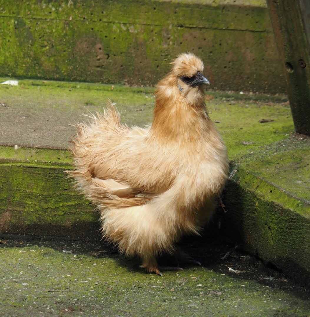 Jungola - Rimbula greenhouse - Silky chicken (Gallus gallus domesticus), 2024-06-23