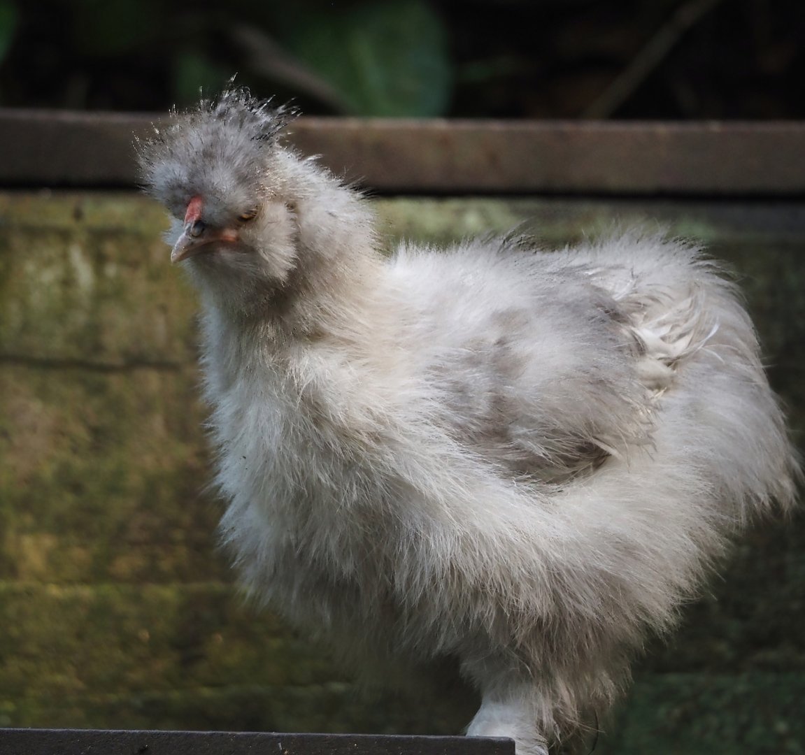 Jungola - Rimbula greenhouse - Silky chicken (Gallus gallus domesticus), 2024-06-23