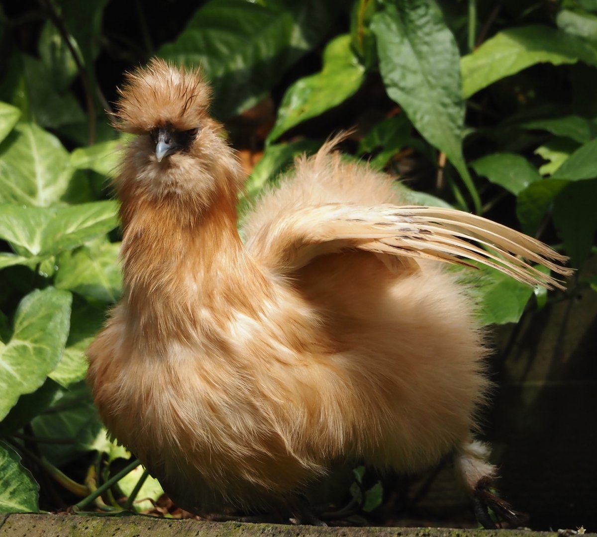 Jungola - Rimbula greenhouse - Silky chicken (Gallus gallus domesticus), 2024-06-23